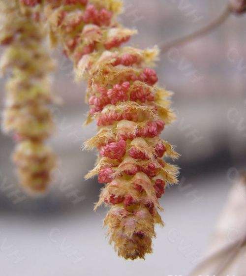 果樹(shù)苗木,入秋以后可栽種哪些樹(shù)苗？